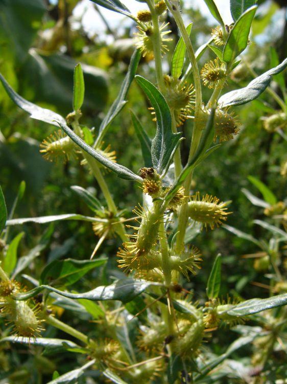 Juan de Alonso Institut tradiční peruánské medicíny